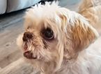Encuentran a un perro perdido a 1.000 millas de casa con un nombre nuevo