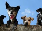 Un hombre demanda a un hotel de lujo para perros por los ladridos constantes