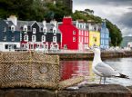 Escocia convoca una cumbre nacional sobre las gaviotas por temor a que mueran
