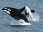 Las orcas est&aacute;n volviendo a las costas brit&aacute;nicas en cantidades que rara vez se hab&iacute;an visto antes