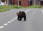 Una ciudad japonesa cierra casi 100 colegios tras avistarse un oso