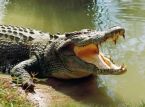 Un reptil gigante luce un vestido de novia en una extra&ntilde;a ceremonia mexicana