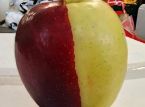 Una manzana quimera poco com&uacute;n se convierte en un fen&oacute;meno de la noche a la ma&ntilde;ana en Nueva Zelanda