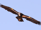 El c&oacute;ndor de California es avistado en Oreg&oacute;n por primera vez en m&aacute;s de 100 a&ntilde;os