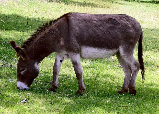 La terapia con burros ayuda a los pacientes psiquiátricos a recuperar la confianza