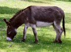 La terapia con burros ayuda a los pacientes psiqui&aacute;tricos a recuperar la confianza