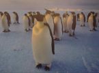 Están abiertas las solicitudes para un puesto en la oficina de correos de los pingüinos en la Antártida
