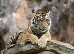 La polic&iacute;a dispara a un tigre huido, presuntamente propiedad de la "Reina Tigresa" alemana, tras atacar a un hombre de 72 a&ntilde;os.