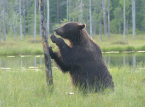 Los investigadores proponen un "rewilding" de las zonas fronterizas de Europa como estrategia de defensa natural