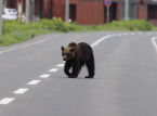 La ciudad japonesa de Utsunomiya suspende todas las clases tras el avistamiento de un oso negro por las calles