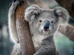 Claude el koala se ha propuesto minar sin ayuda la población de koalas