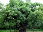 El legendario Major Oak de Robin Hood muere tras m&aacute;s de 1.000 a&ntilde;os